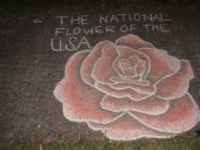 sidewalk chalk art of well drawn and colored white pink and red rose with shading and text "the national flower of the usa"